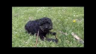 Geplaatst Puckie, Topsporter Met Een Tomeloze Energie - Dierentehuis Den Bosch - 25 Mei 2013