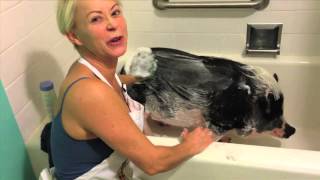 Mimi the Pot Belly Pig Thanksgiving Bath web