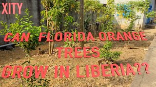 EPISODE 35: CAN FLORIDA ORANGE TREES GROW  IN LIBERIA?