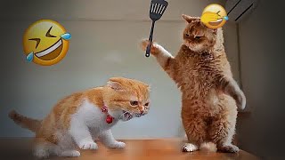 😅🐶 Best Cats and Dogs Videos 😹🙀 Best Funny Animal Videos # 15