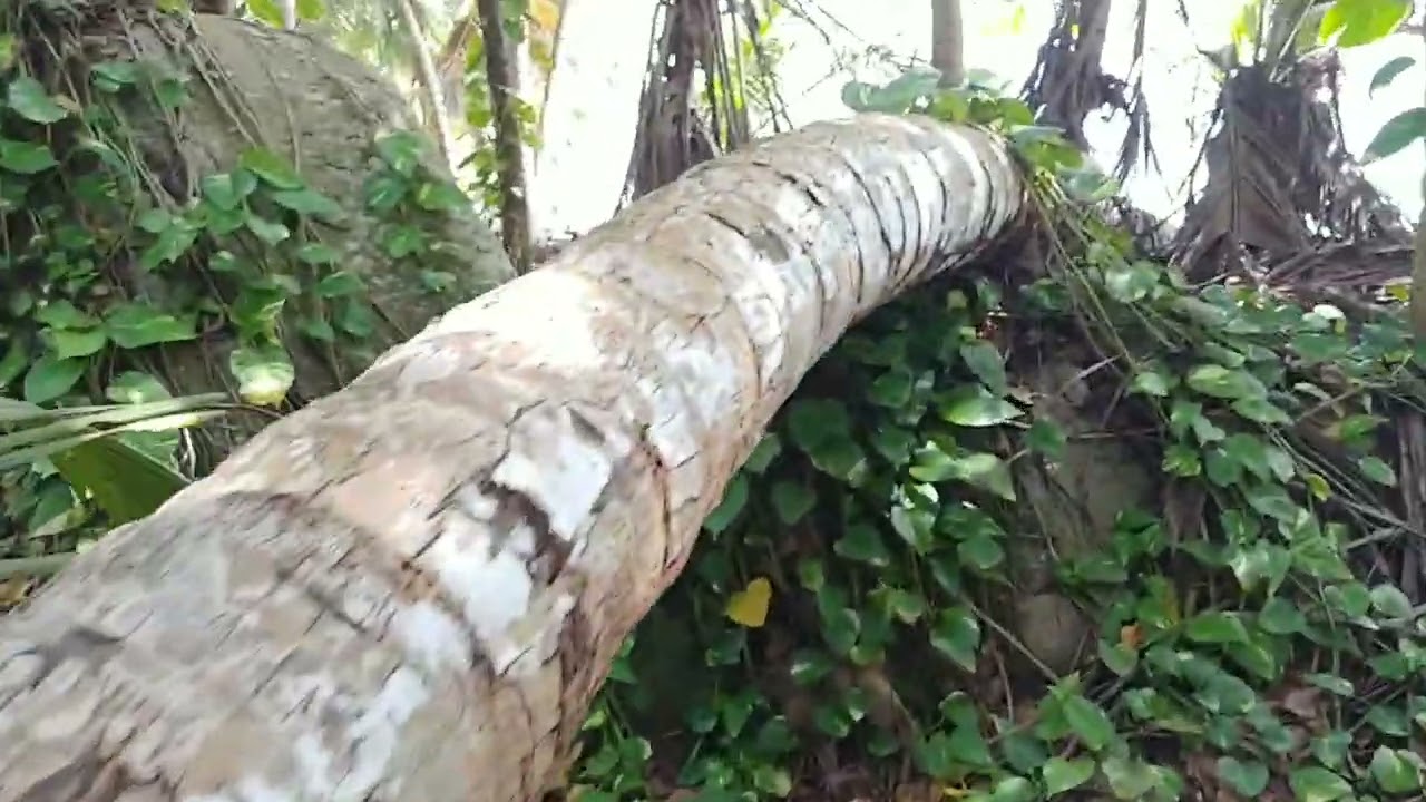 Lighthouse trip. #1. ( from Petite police beach)