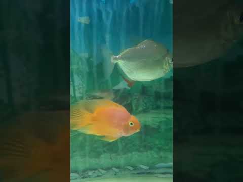 Aquarium || Fish collection || Goldfish #subscribe #reels #trending #dubai #aquarium #like