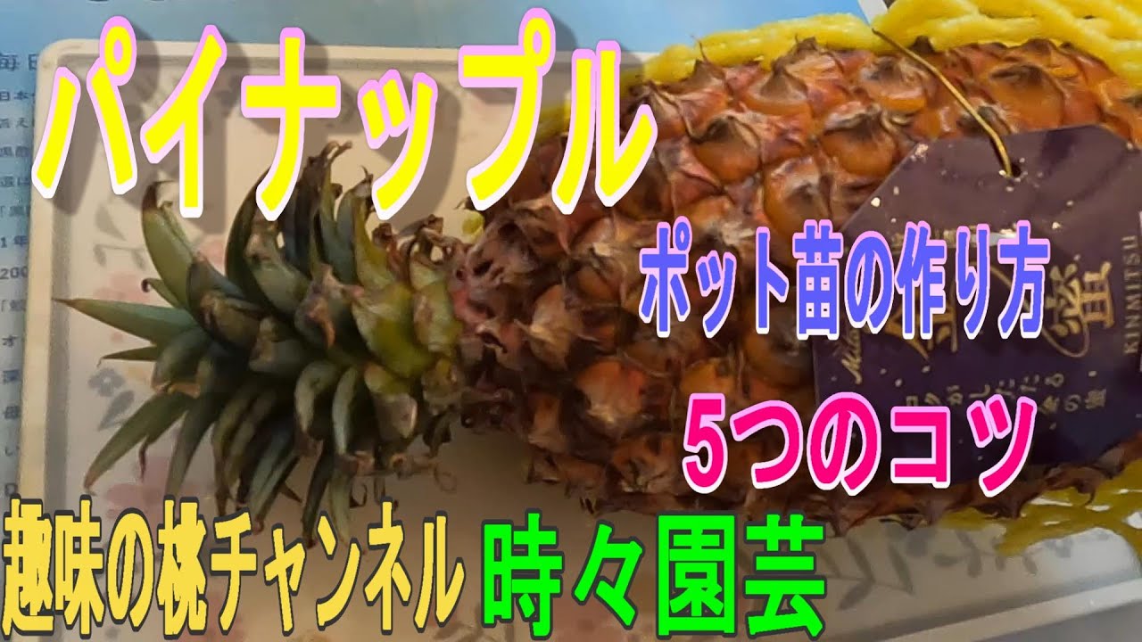 パイナップル】ポット苗の作り方 5つのコツ 23/4/21 - YouTube