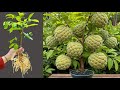 Unique Technique For Grafting Sweetsop Tree With Coca Cola, how to growing sweetsop tree