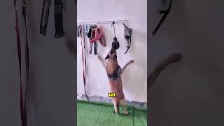 Este Perrito Salvó A Su Dueña De La Lluvia 😲❤️