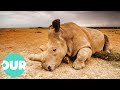 This Is The ONLY Northern White Rhino Left On Earth | Extraordinary Animals | Our World