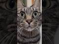 わいだけを見てほしい #保護猫