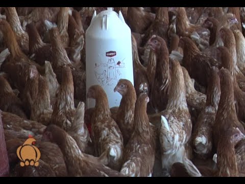 Download Layers Poultry farming tips and tricks from Ample poultry ...