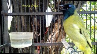 Kutilang Sutra Gacor Sampai Teler ( Pycnonotus Atriceps ) @AnakDesaKicau