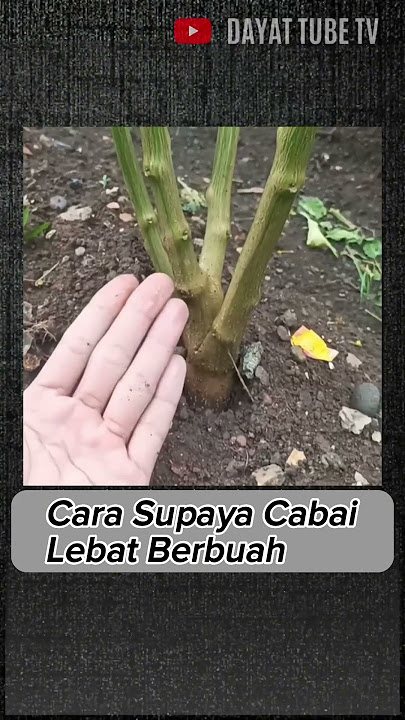 Cara Membuat Cabai Berbuah Lebat Dengan Potong Pucuk