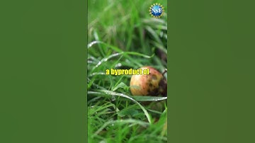 Warping Space & Time Gravitational Waves #shorts