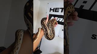 100g to 1600g in 2 years! Proud of this big girl ❤️‍🔥🔥 #girl