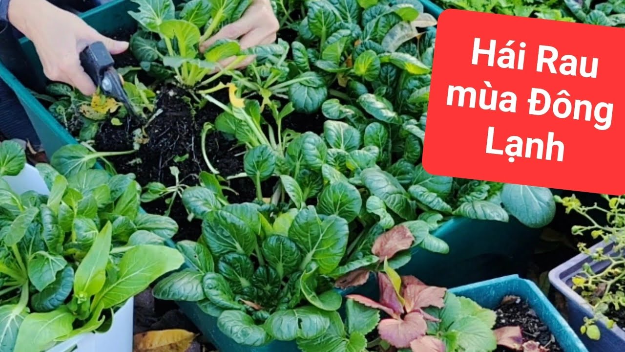 Làm vườn ở Mỹ. Mùa Đông Lạnh Ra Vườn Hái Một rổ Rau To. Người Việt ở ...