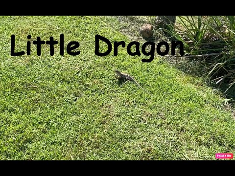A Little Farm & Apiary Maintenance Day - YouTube
