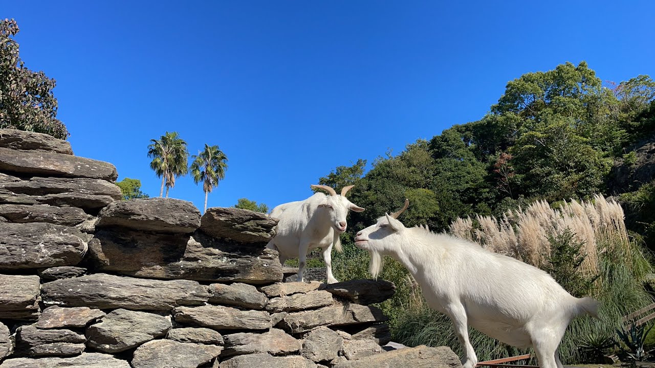 LIVE】動物園さんぽ Walking in zoo - YouTube