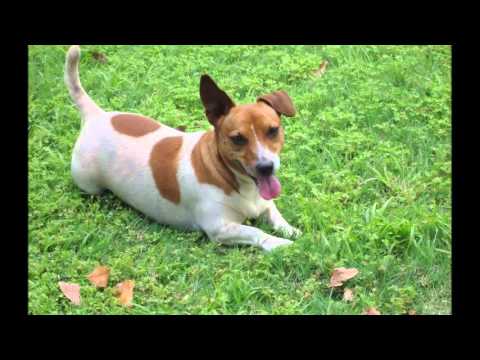 camera iphone 8 plus apk Have you seen Friendship Equestrian & Pets yet?