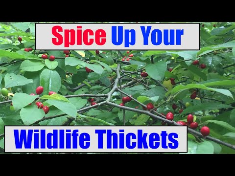 Video: Spicebush là gì - Thông tin về cách trồng Spicebush trong vườn