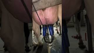 Modern Machine Milking 🥛🐄 | Dairy Farm Technology