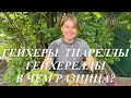 Гейхеры, гейхереллы и тиареллы. В чем их разница и чем они похожи?