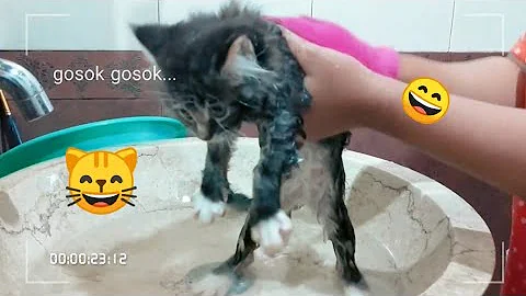Watch the video about Boo, KUCING DI MANDIIN (KITTEN MIX MAINE COON) 😽