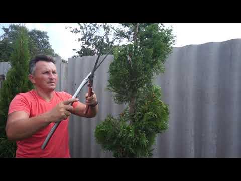 Формы стрижки туи смарагд. Видео стрижки туй. Как стричь тую смарагд. Стрижка-туи-болгаркой-своими-руками. Видео стрижки туй.