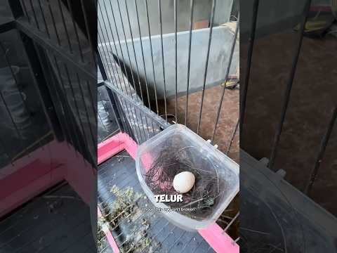 kutilang albino bertelur