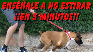 ¿Cómo adiestrar a un perro testarudo para que no tire?