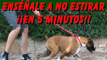 ¿Cómo puedo evitar que mi perro salte y tire durante los paseos?