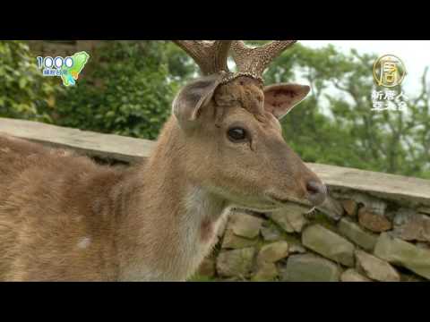 【台灣馬祖】卡蹓馬祖必遊｜藍眼淚大爆發、壁山、芹壁聚落、大坵島、南竿北海坑道｜matsu|1000步的繽紛台灣 ep158