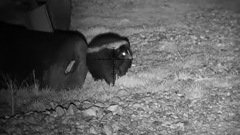 At the Farm (PCP Air Gun Pest Control, ATN X-Sight 4K Pro 5-20x)