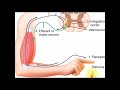 Structure & Function of the Withdrawal Reflex, a Polysynaptic Reflex
