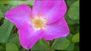 101 Strings Orchestra True Love