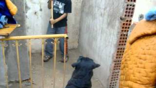 rottweiler attack rott gili oujda hhhhh