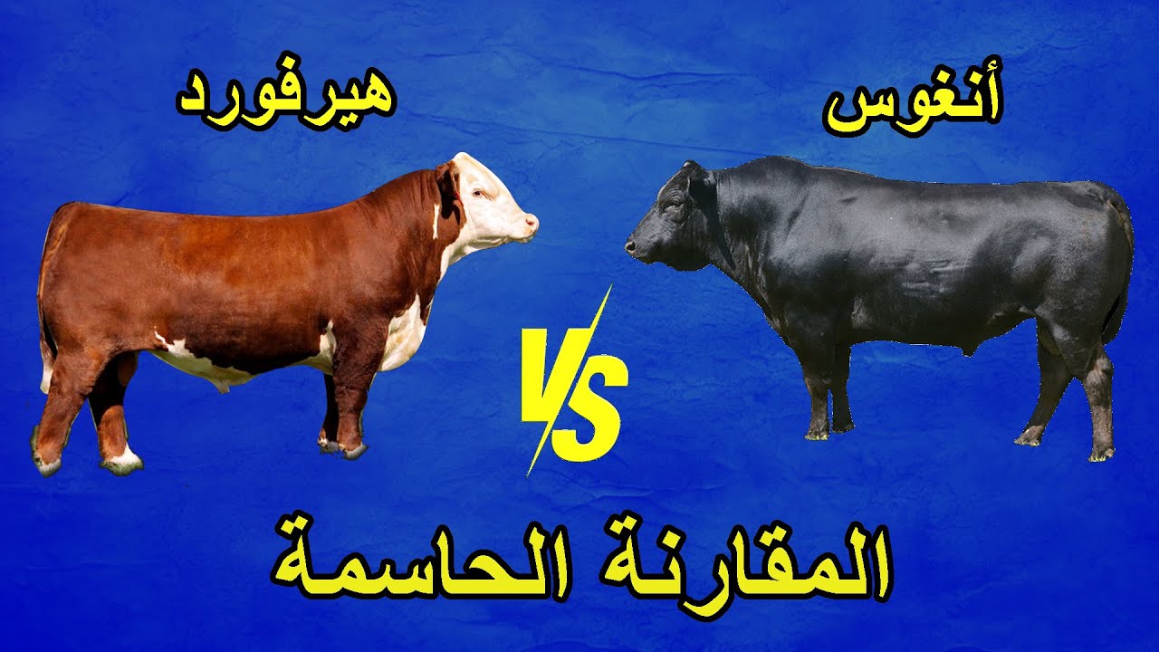 هيرفورد أم أنغوس؟ المقارنة الشاملة لاختيار أفضل سلالة لتربية الأبقار