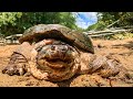 July heat and BIG SNAPPING TURTLES!!! Field Herping Friday