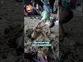 Sufyaan Chaupati Ki Masti 🌊 Mumbai Beach Fun 😍#Fun #Chaupati #ytshorts #shorts #viral #MehnazFun11