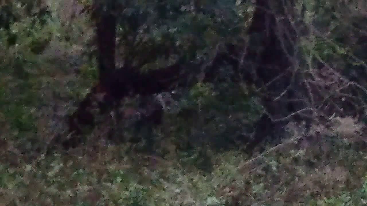 Kangaroo Valley Wombat Yowie Bigfoot Hairyman Junjudee Search Reports Sightings