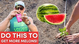 Extend Your Watermelon Harvest with These Easy Tips!