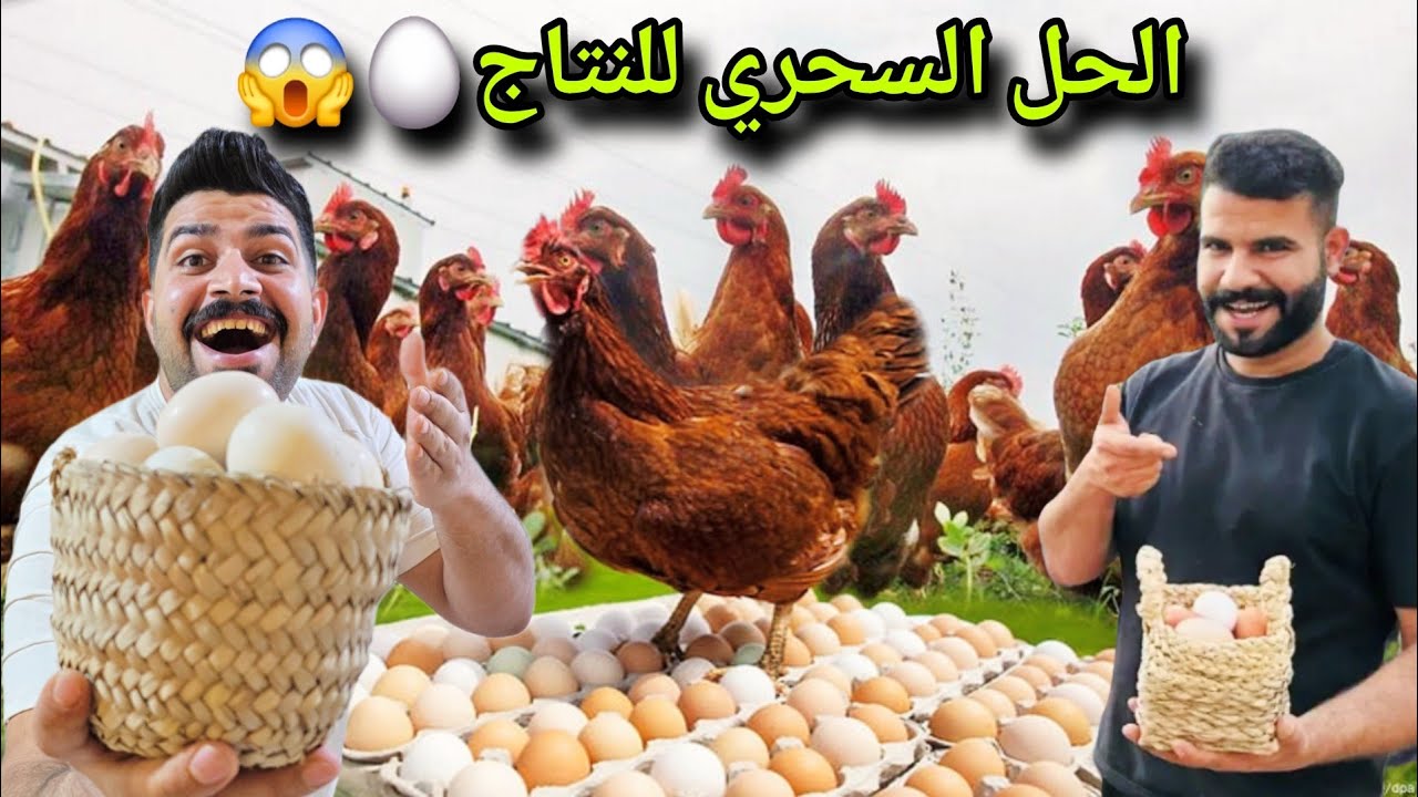 كيف تحصل على بيض أكثر من دجاجاتك؟ أسرع طريقة مجربة! 👌
