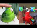 Baby Animals 🔴 Funny Parrots and Cute Birds Compilation (2023) Loros Adorables Recopilación #10