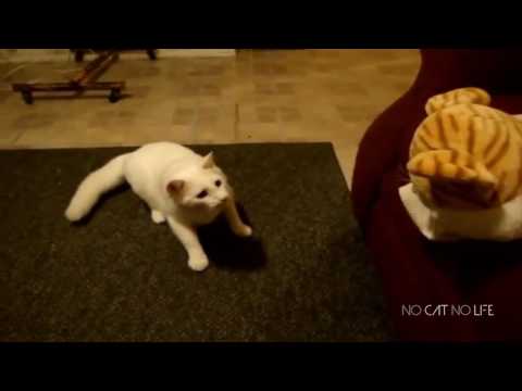 Funny Cats 6