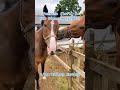The Yorkshire Stable | Episode 6 #Shorts