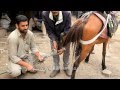 Kashmiris replace horse-shoe of a pony at Pahalgam : poor farrier work