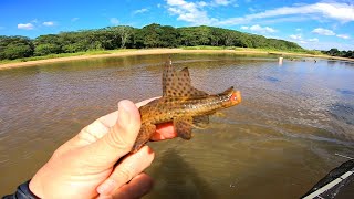 CONFESSO QUE DA ATÉ MEDO PEIXE DEVORADO NO MEIO.,Peneirão