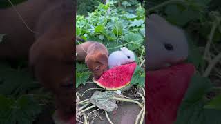 Кролик И Собака Соревнуются В Поедании Арбуза🐰🐕🍉