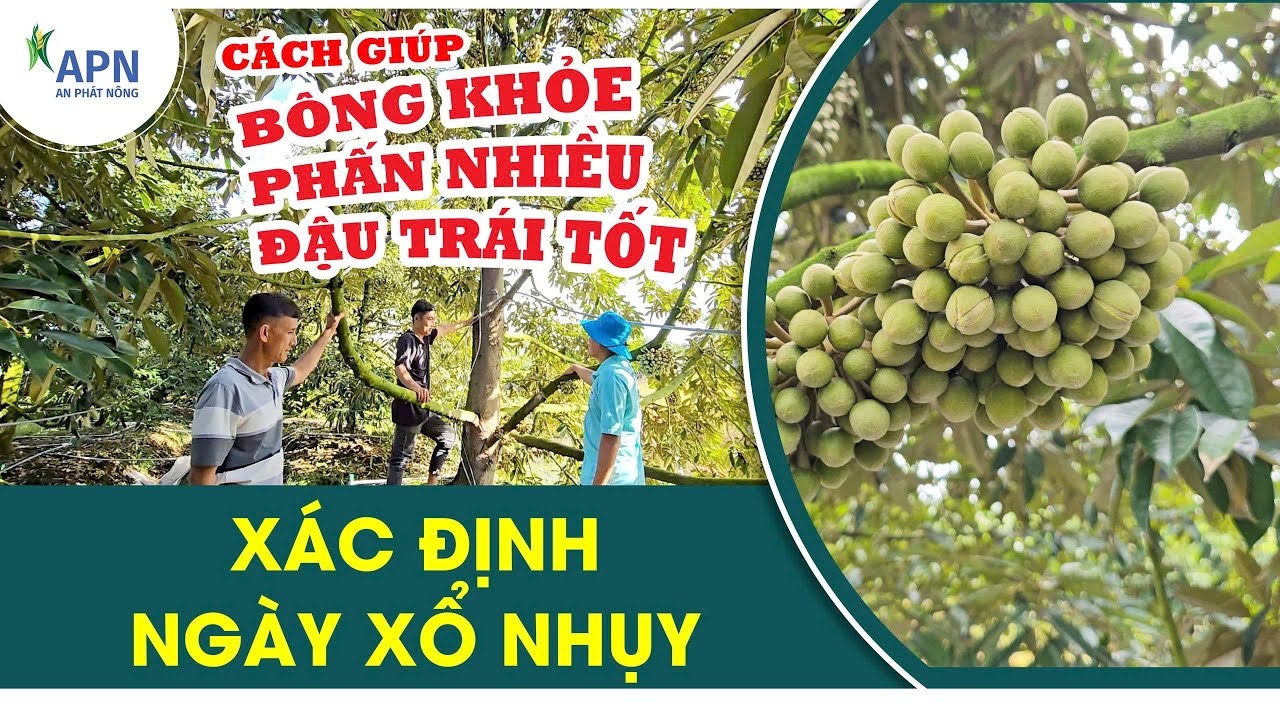 APN - XÁC ĐỊNH NGÀY XỔ NHỤY VÀ CÁCH GIÚP BÔNG KHỎE, PHẤN NHIỀU, ĐẬU TRÁI TỐT
