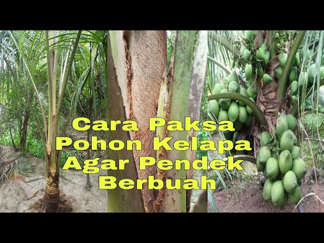 Cara Mudah Paksa Kelapa  Cepat Berbuah Pendek 2 Tahun Berbuah class=