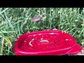 Florida Lizards 