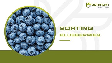 How to sort blueberries ? | Optimum Sorting