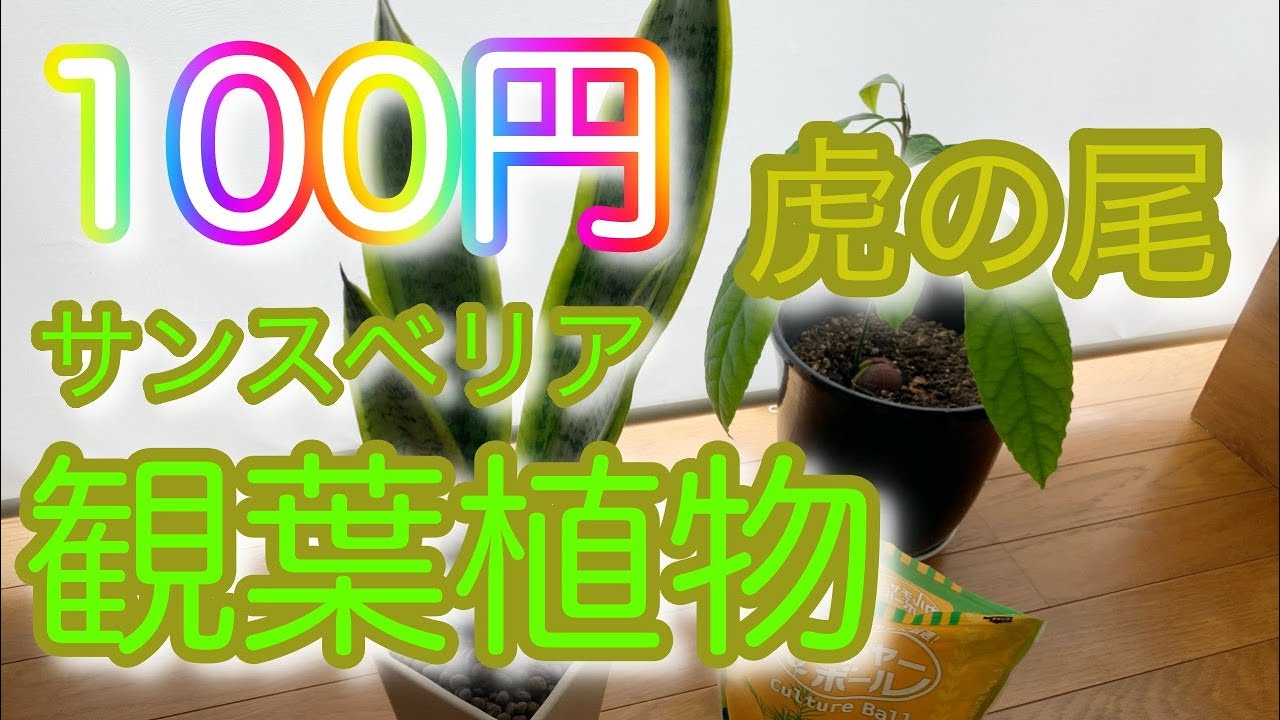 100円の観葉植物 サンスベリアで立派な観葉植物が作れます ハイドロカルチャーで作ってみた 一人暮らしolの土いじりvlog Youtube